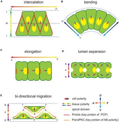 Polarity Establishment and Maintenance in Ascidian Notochord